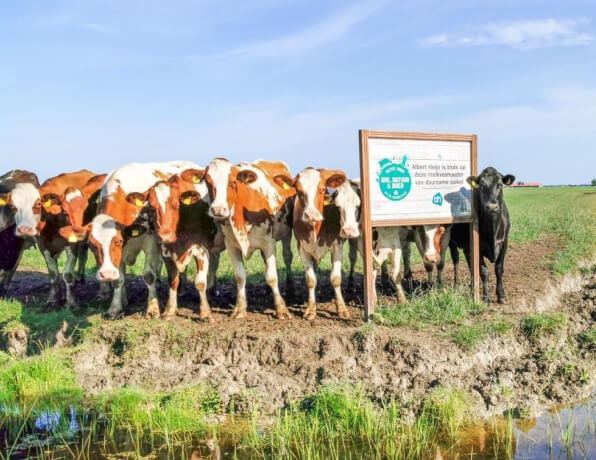 a photo of cows in a field